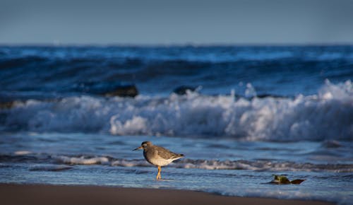 A bird standing on the beach