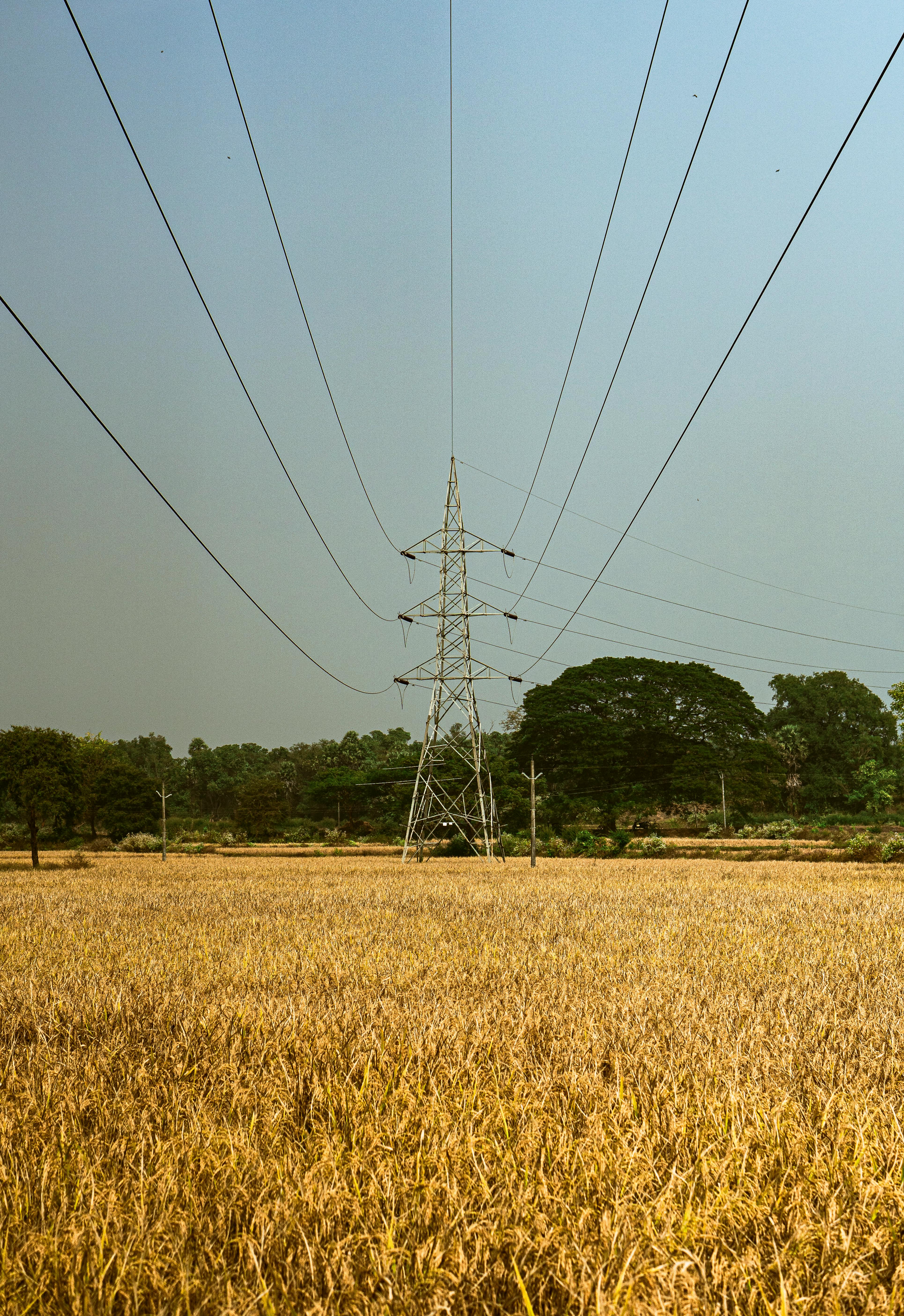 How Entrepreneurs Can Thrive in the Bioeconomy