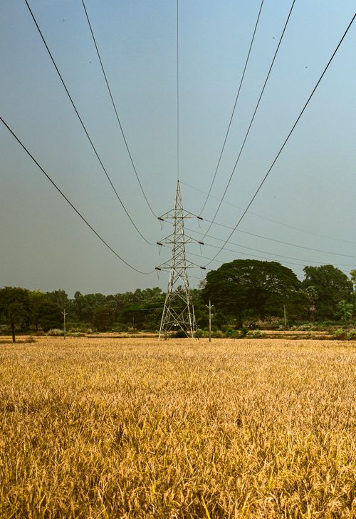 Free A transmission tower stands tall over a golden wheat field, under a clear sky. Stock Photo