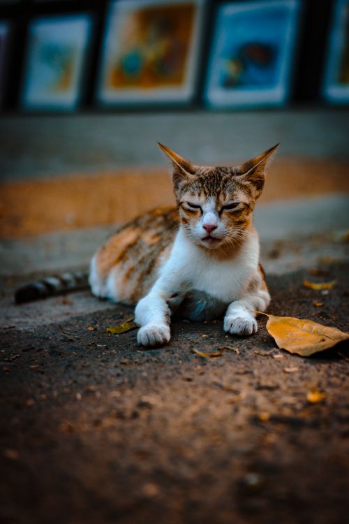 Free A serene tabby cat lying on a street, exuding calmness. Stock Photo