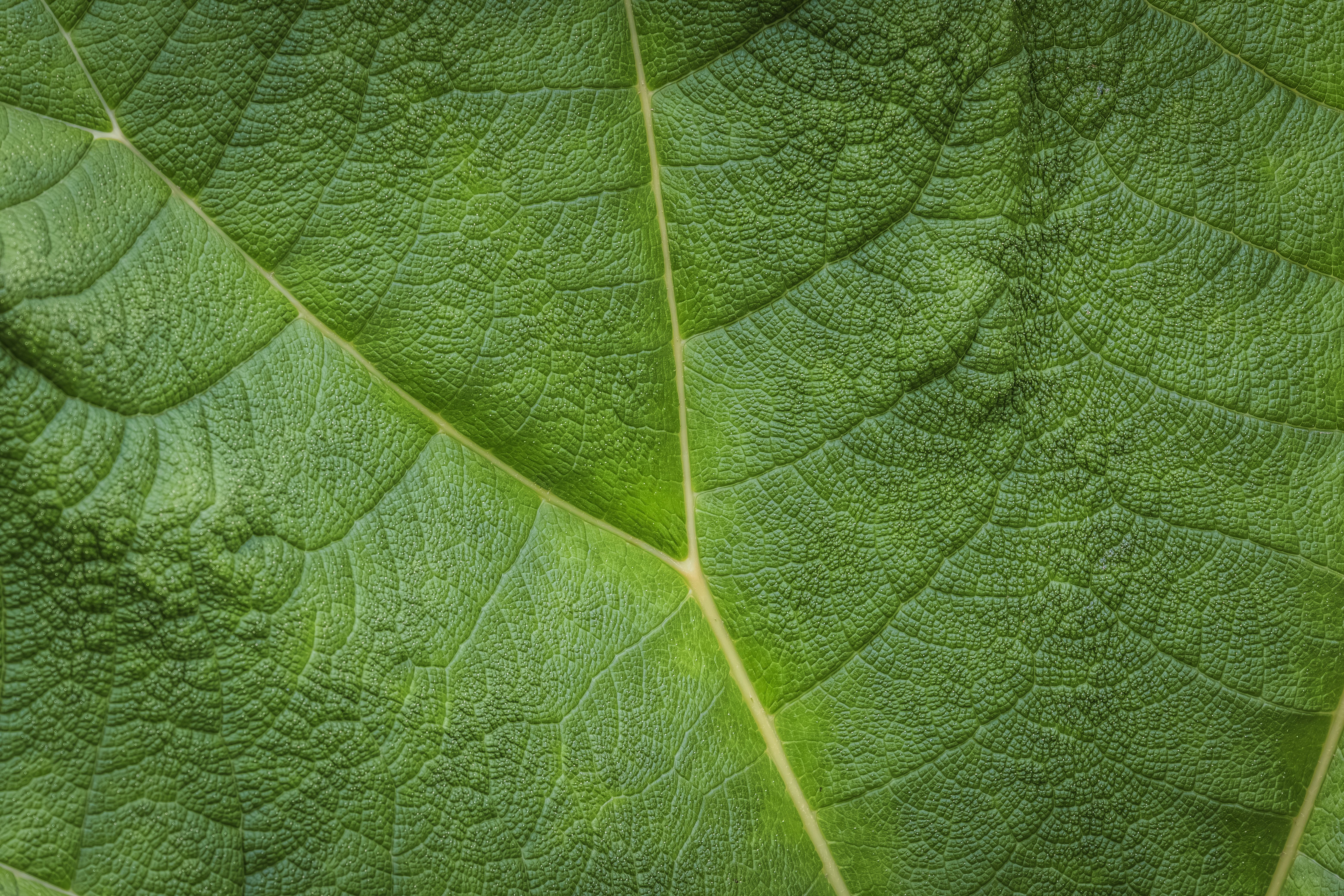 Close up of a Leaf · Free Stock Photo