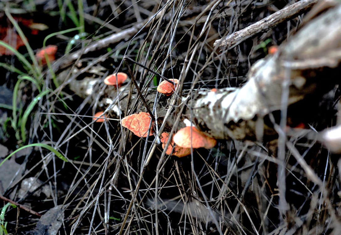 orange pore fungi