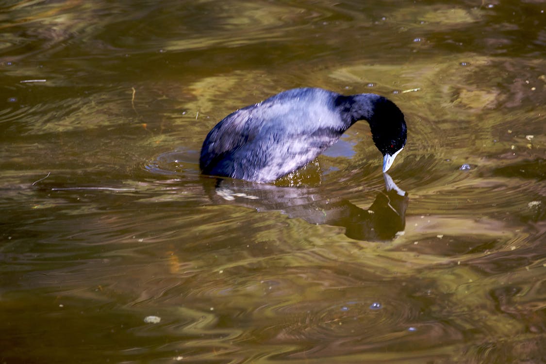 on golden pond