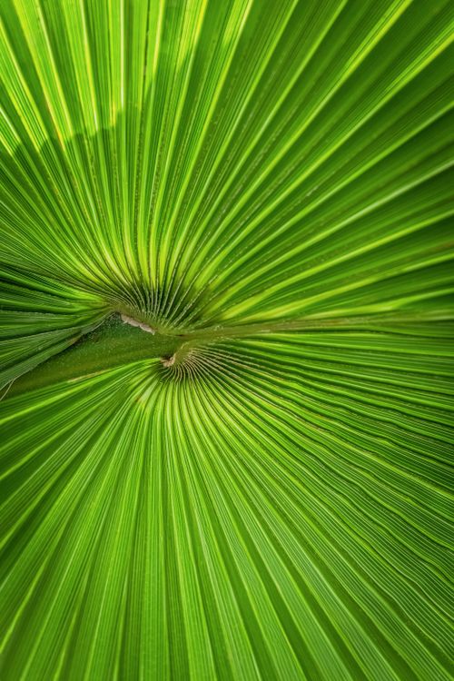 Free Detailed close-up of a green palm leaf showcasing natural patterns and textures. Stock Photo
