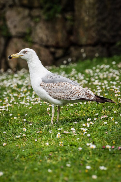 Kostnadsfri bild av 2024, bebis, blomma