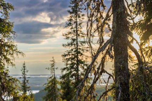 Kostenloses Stock Foto zu atmosphärisch, finnland, forstwirtschaft