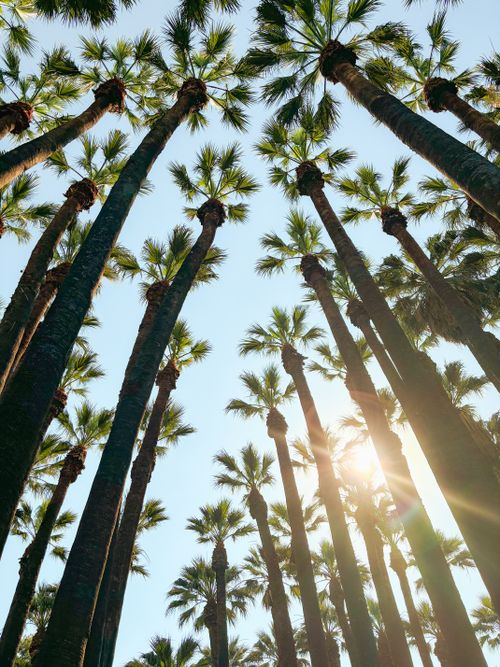Free Bright sunlight filters through tall palm trees in a tropical forest, creating a backlit effect. Stock Photo