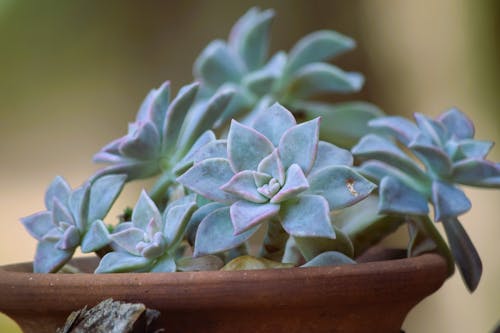 Photos gratuites de jardin, plantes grasses, pot de fleur