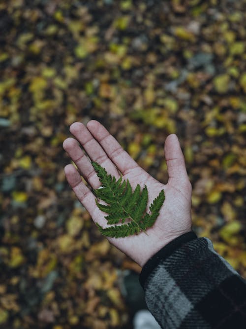 Foto profissional grátis de 8k papel de parede, beleza da natureza, caxemira