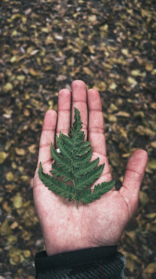 Foto profissional grátis de 8k papel de parede, beleza da natureza, caxemira