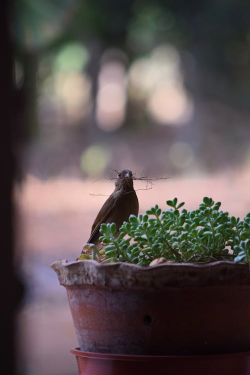 Photos gratuites de nido, ninho fazendo, oiseau