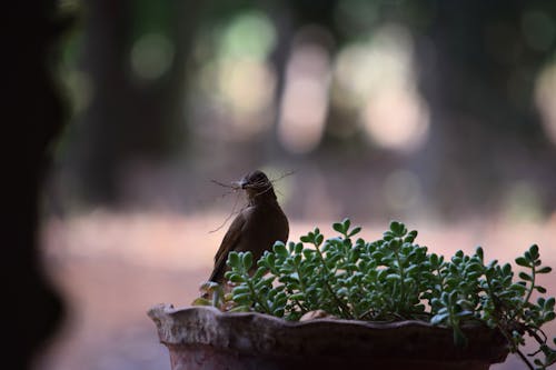 Photos gratuites de nido, ninho fazendo, oiseau