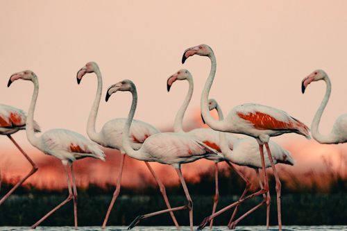 Free Captivating view of wild flamingos walking gracefully in a serene lake during sunset. Stock Photo