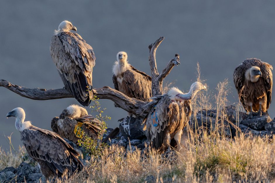A group of vultures sitting on an eroded tree, capturing the raw beauty of wildlife in a rural setting.