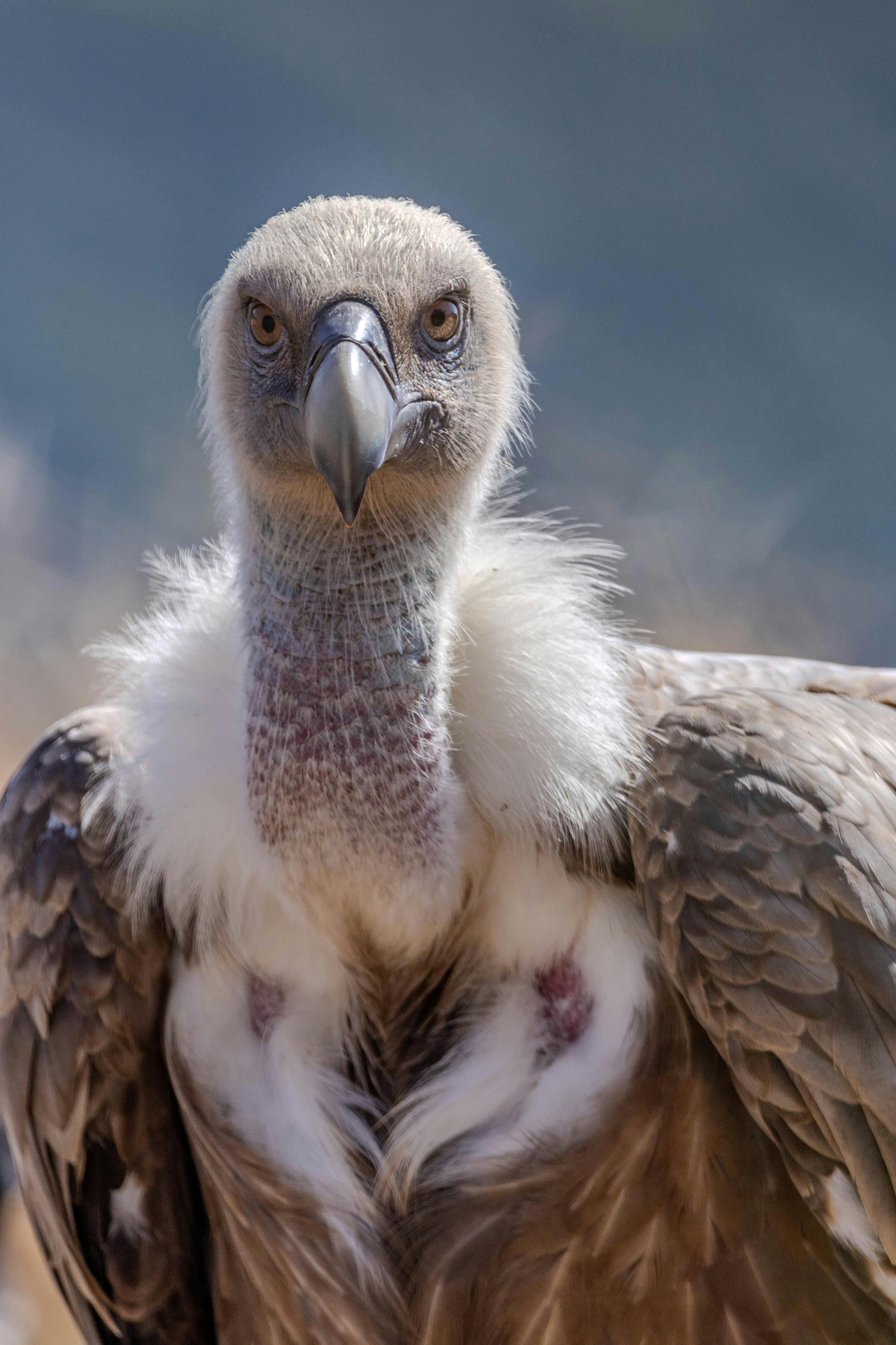The Fascinating Evolution of Dogs’ Wet Noses: How Nature Crafted Their Unique Features