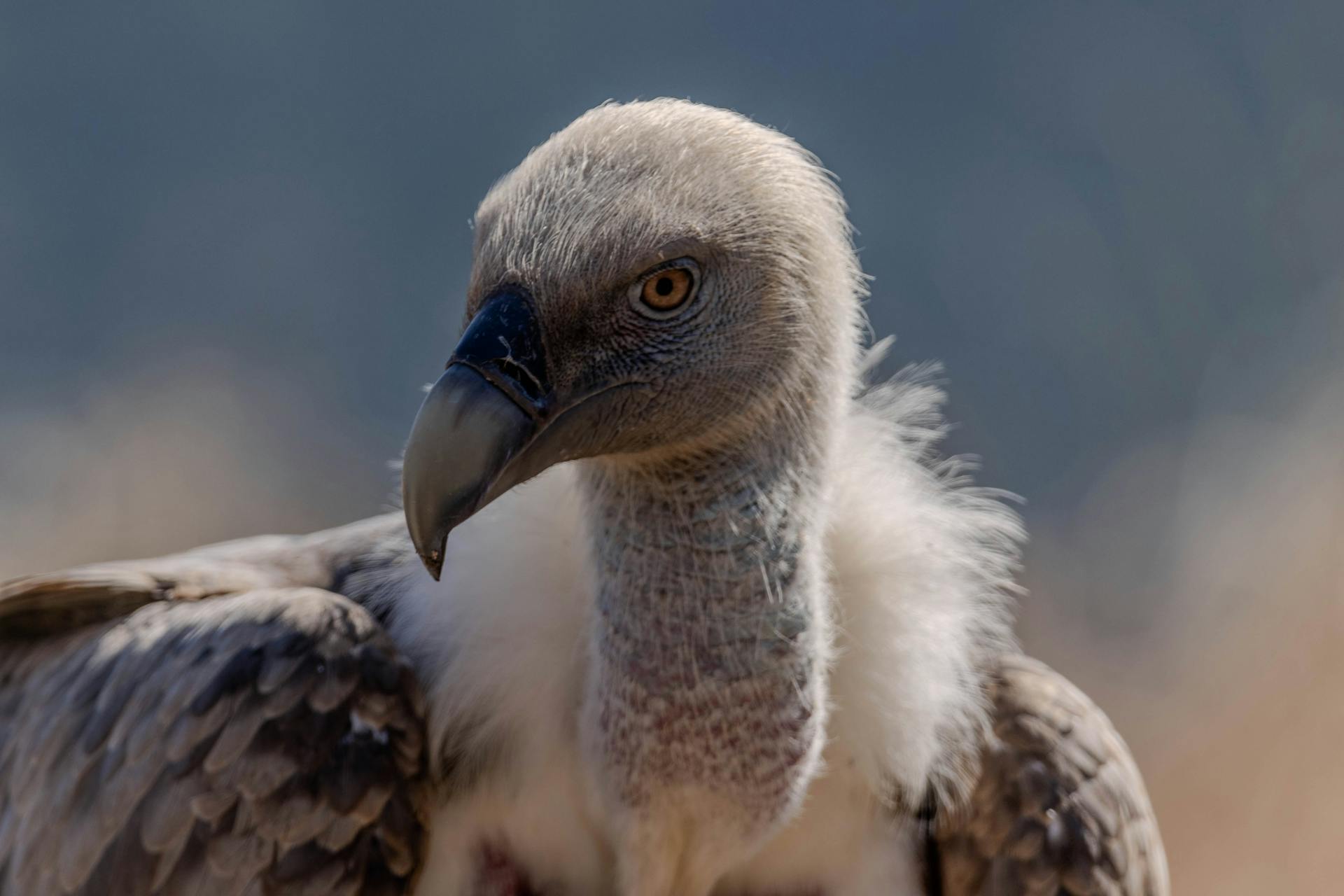 Close-up of a Griffon Vulture