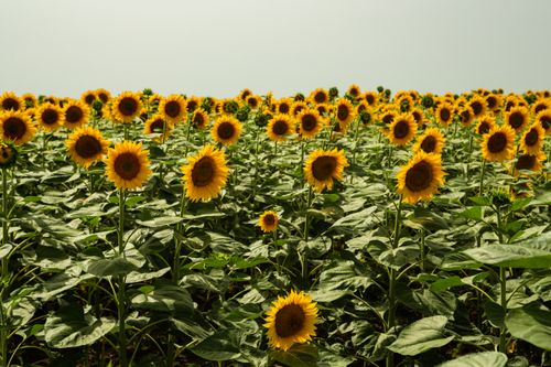 Free A stunning field of sunflowers in full bloom under the summer sky. Stock Photo