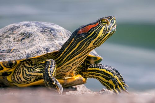 Free Detailed close-up of a red-eared slider turtle with its vivid green and red markings. Stock Photo