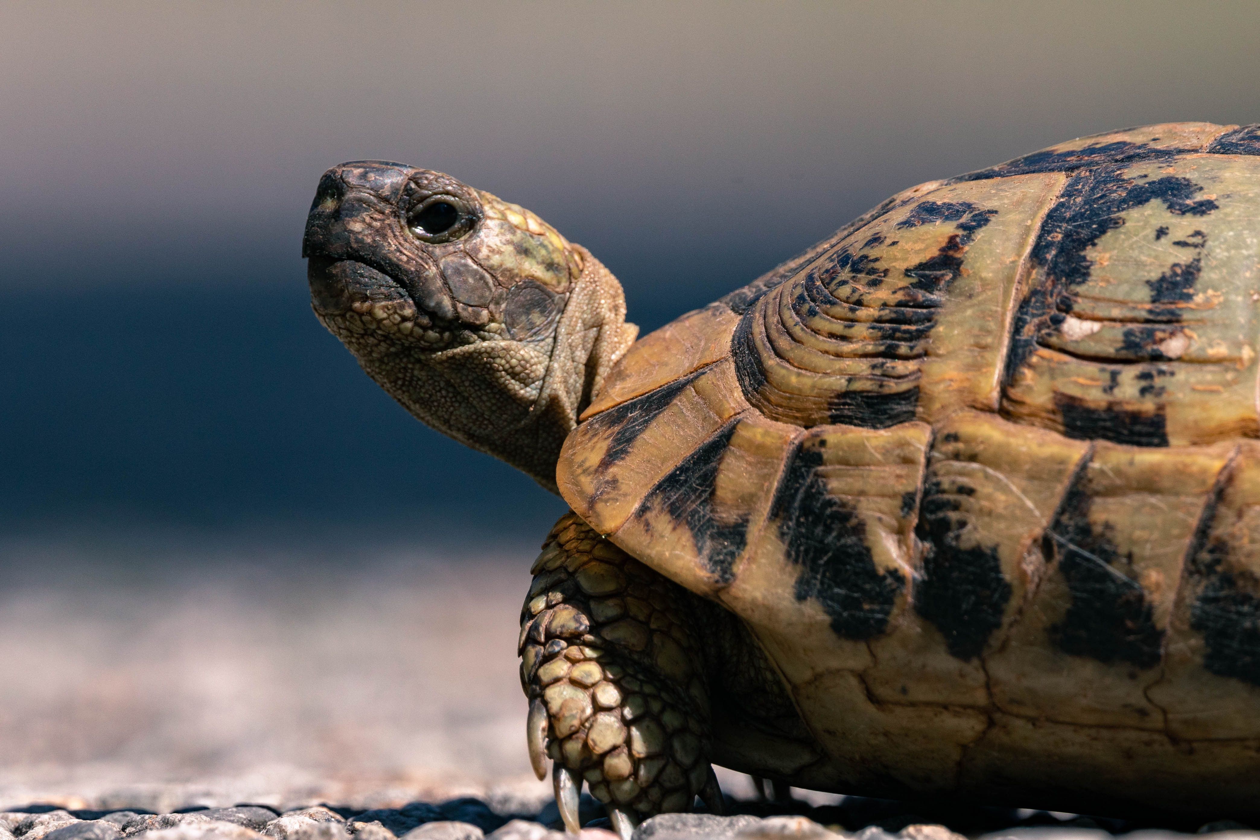Detailed image of a tortoise walking on a pebbled pathway in natural light.