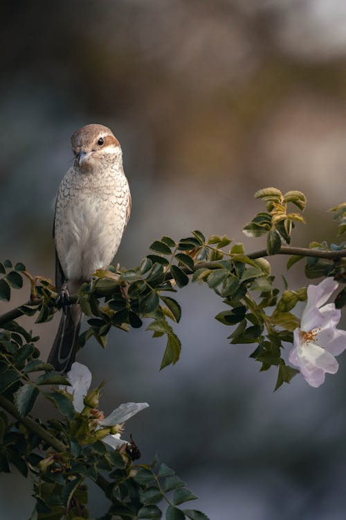 Gratis arkivbilde med blad, blomst, dagslys