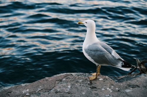 Free A seagull stands on a rock by the sea, captured in crisp detail and natural light. Stock Photo