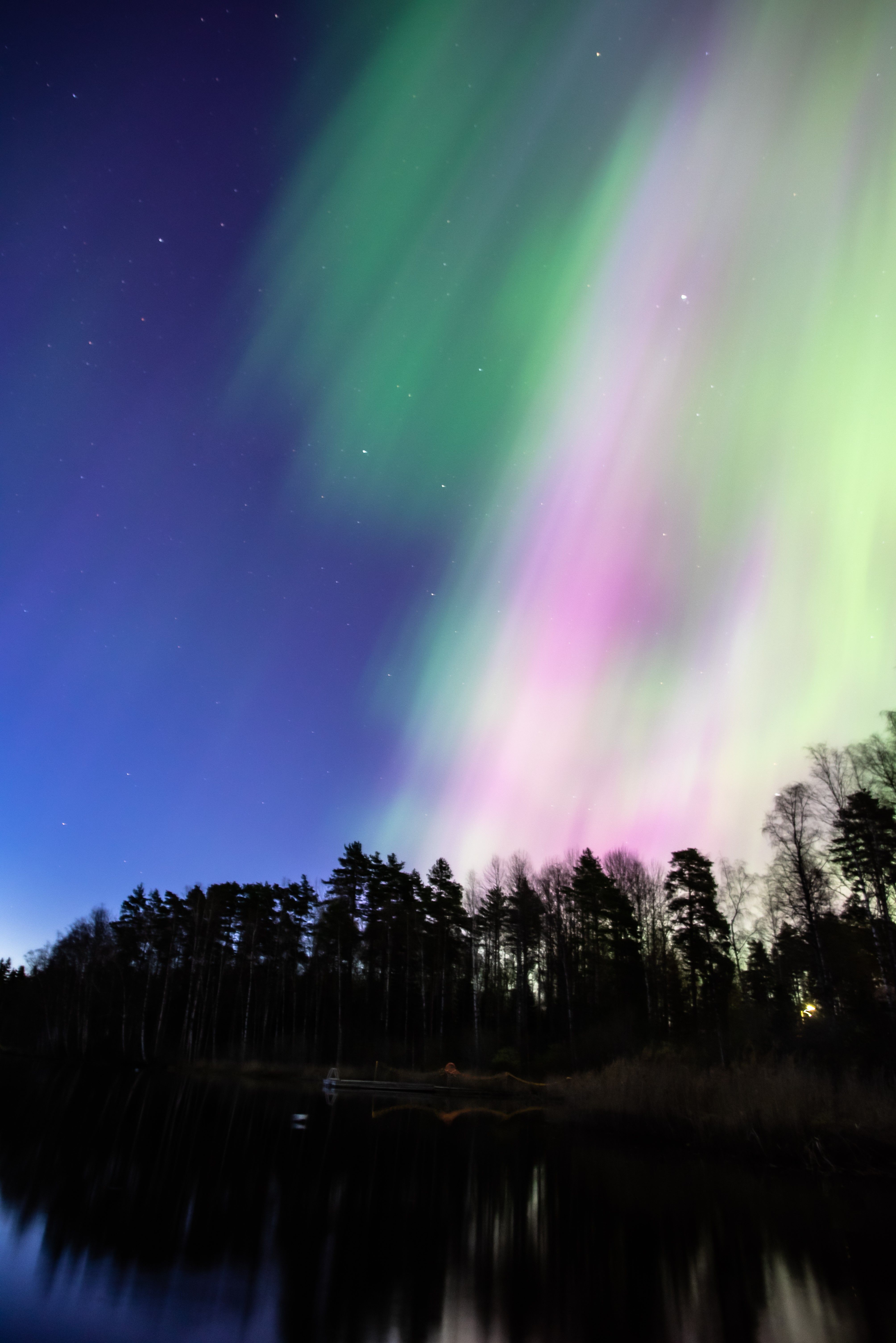 Aurora Borealis over Forest at Night · Free Stock Photo