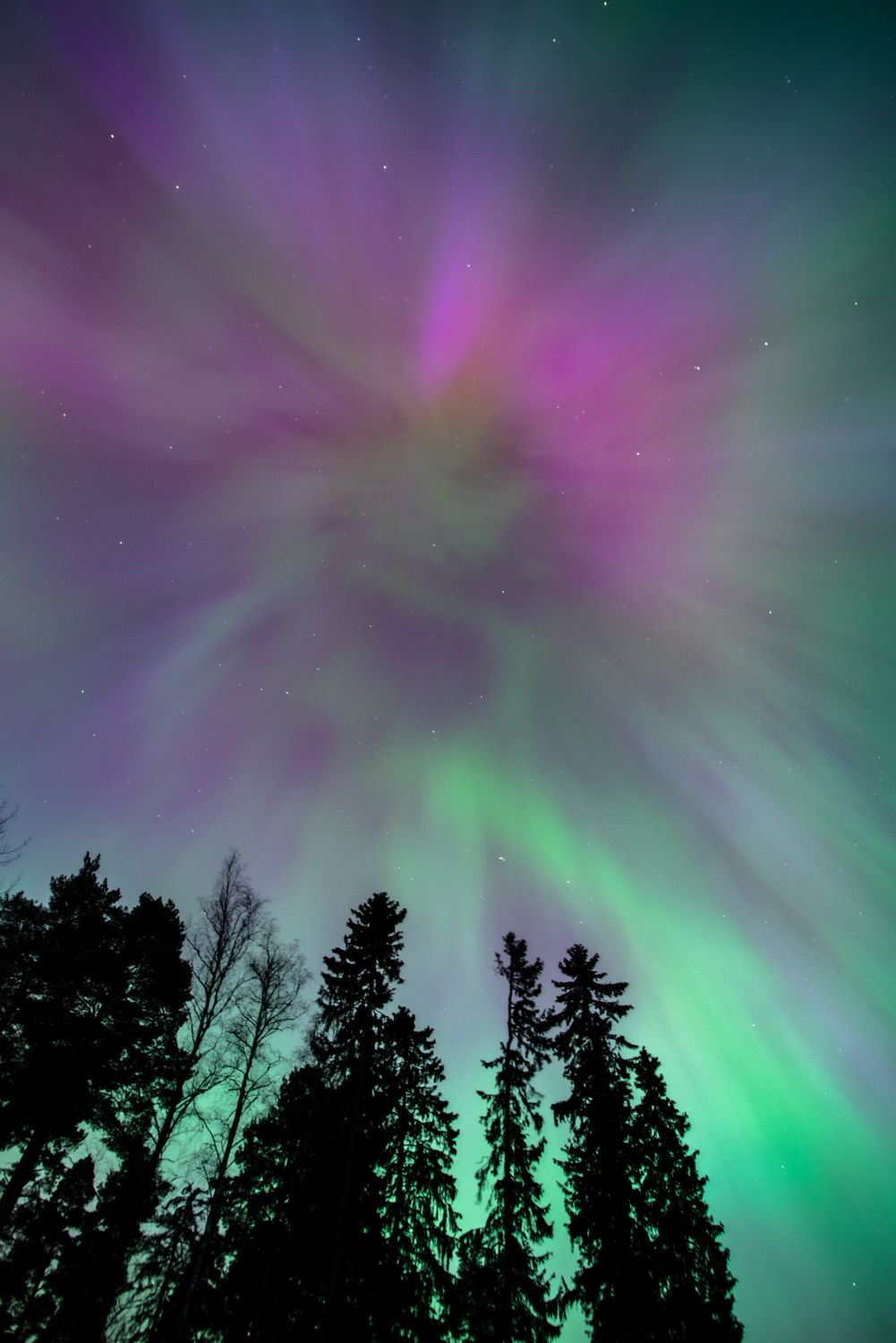 Aurora Borealis in Sky over Trees in Finland · Free Stock Photo