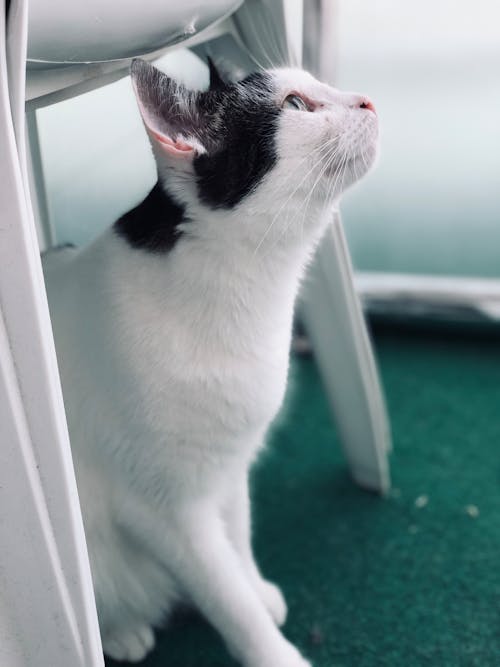 Free Short-furred Black and White Cat on Focus Photography Stock Photo