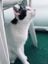 一只好奇的黑白家猫在室内向上凝视