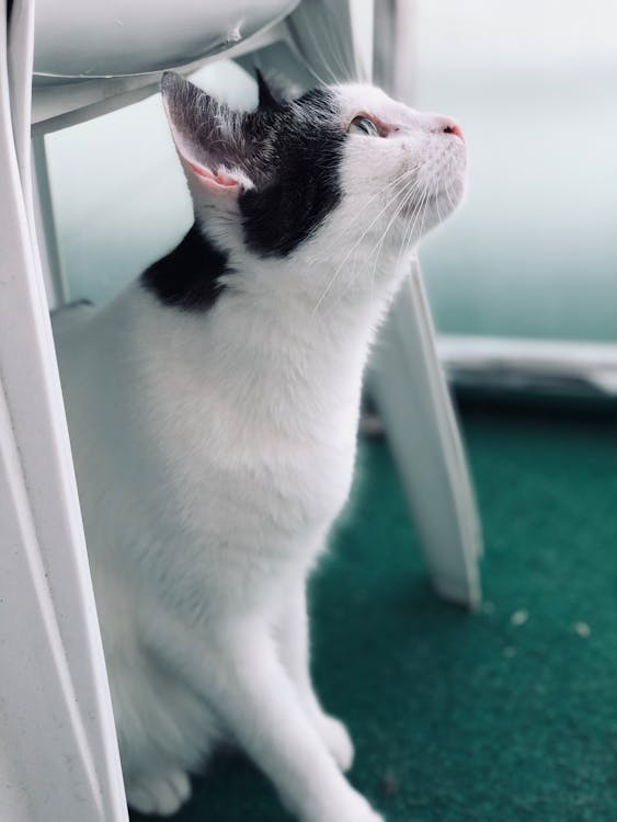черно белый кот с короткой шерстью на Focus Photography