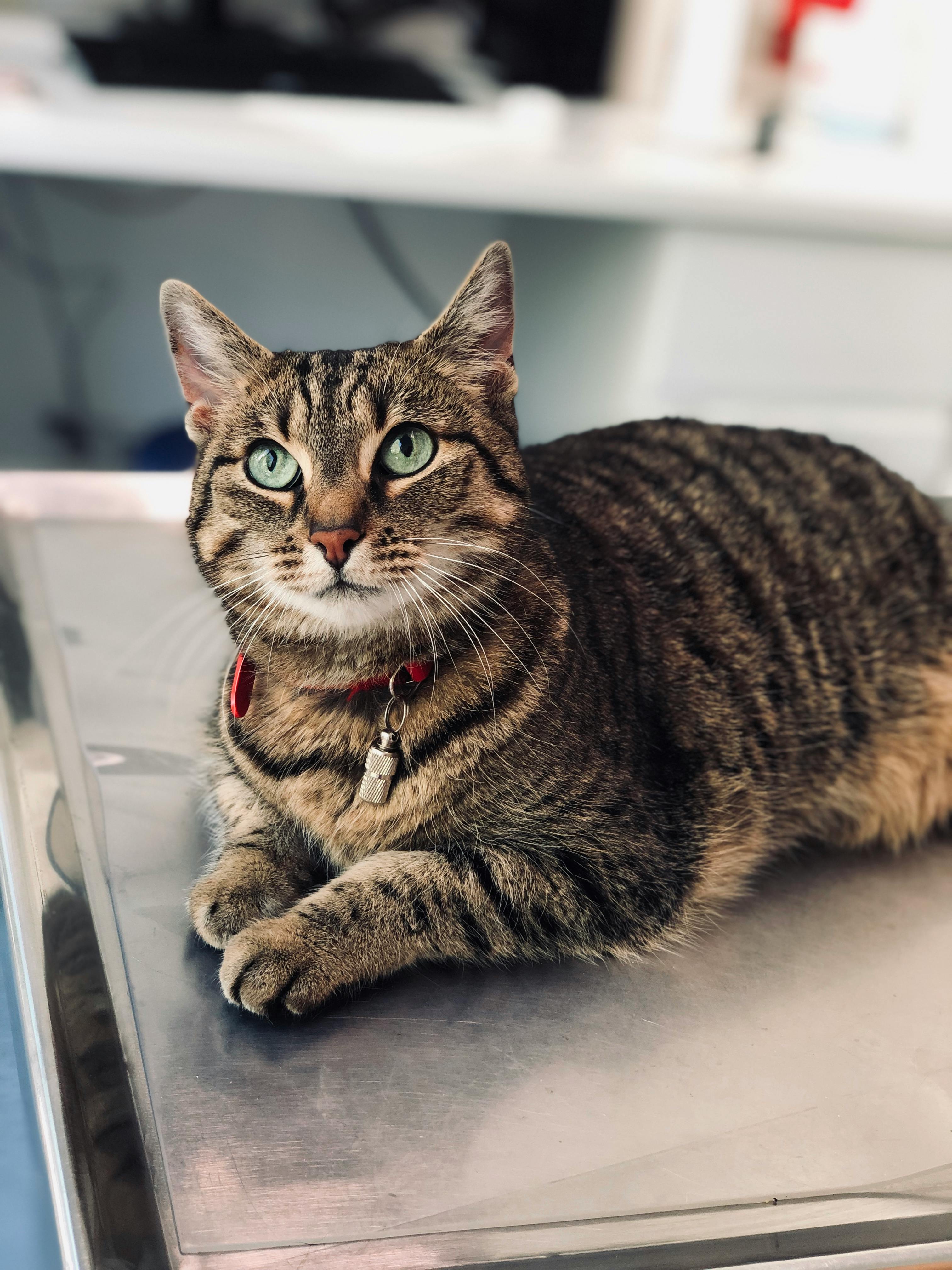 brown and black tabby