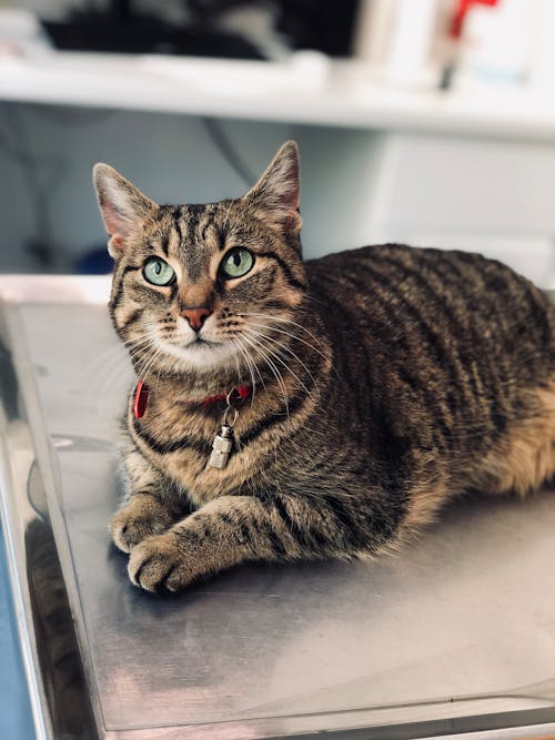 Brown Tabby Cat