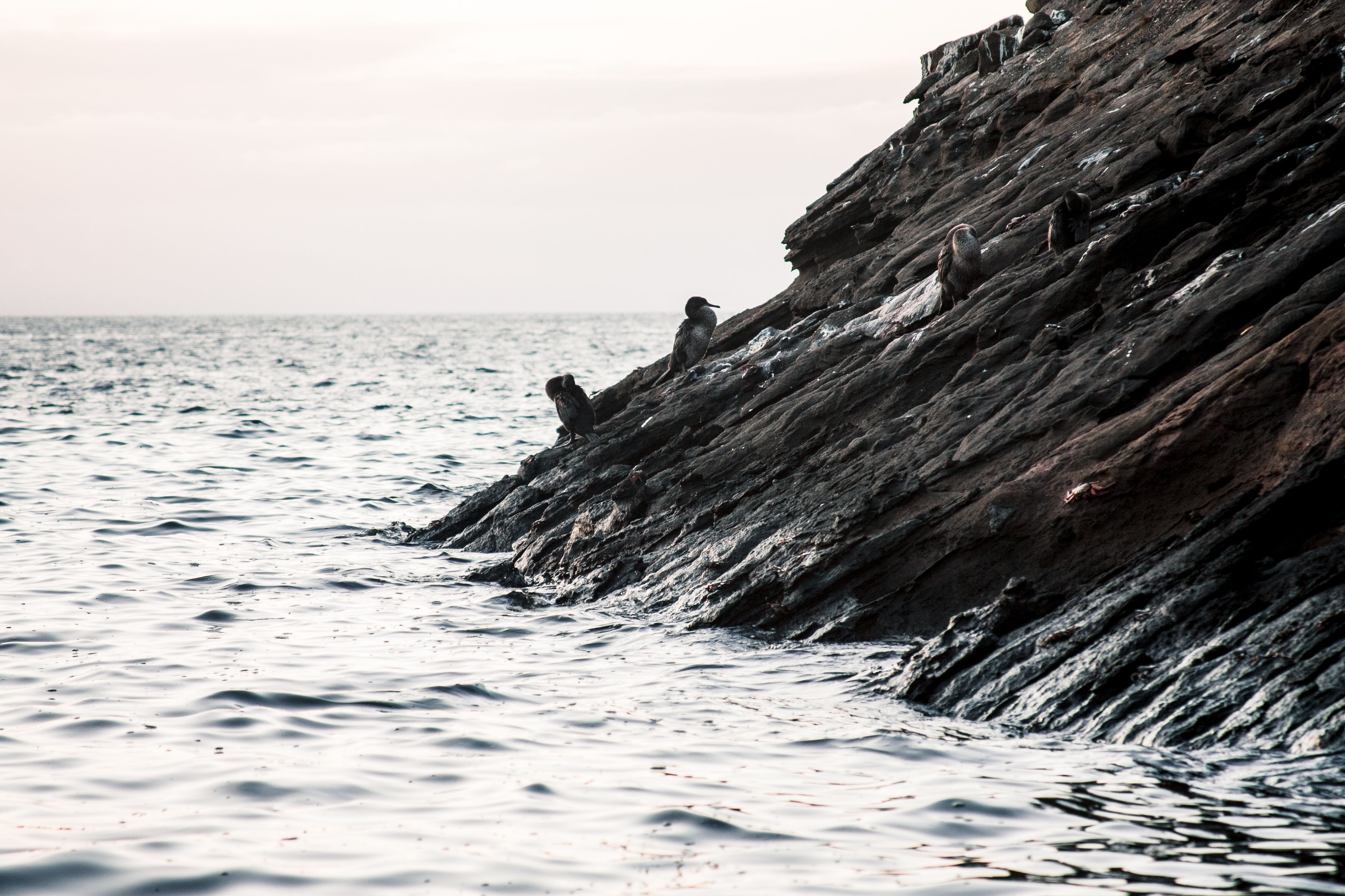 A serene scene of seabirds perched on a rugged rocky coastline as the sun sets over the ocean.