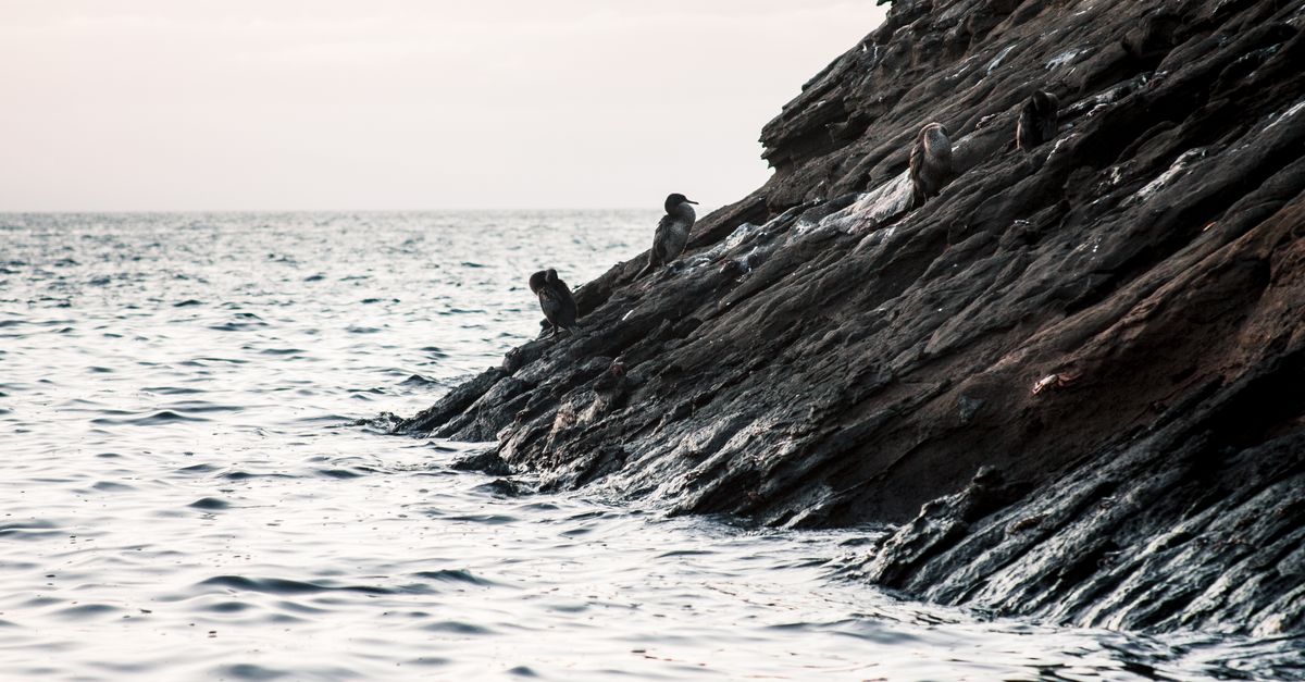 A serene scene of seabirds perched on a rugged rocky coastline as the sun sets over the ocean.