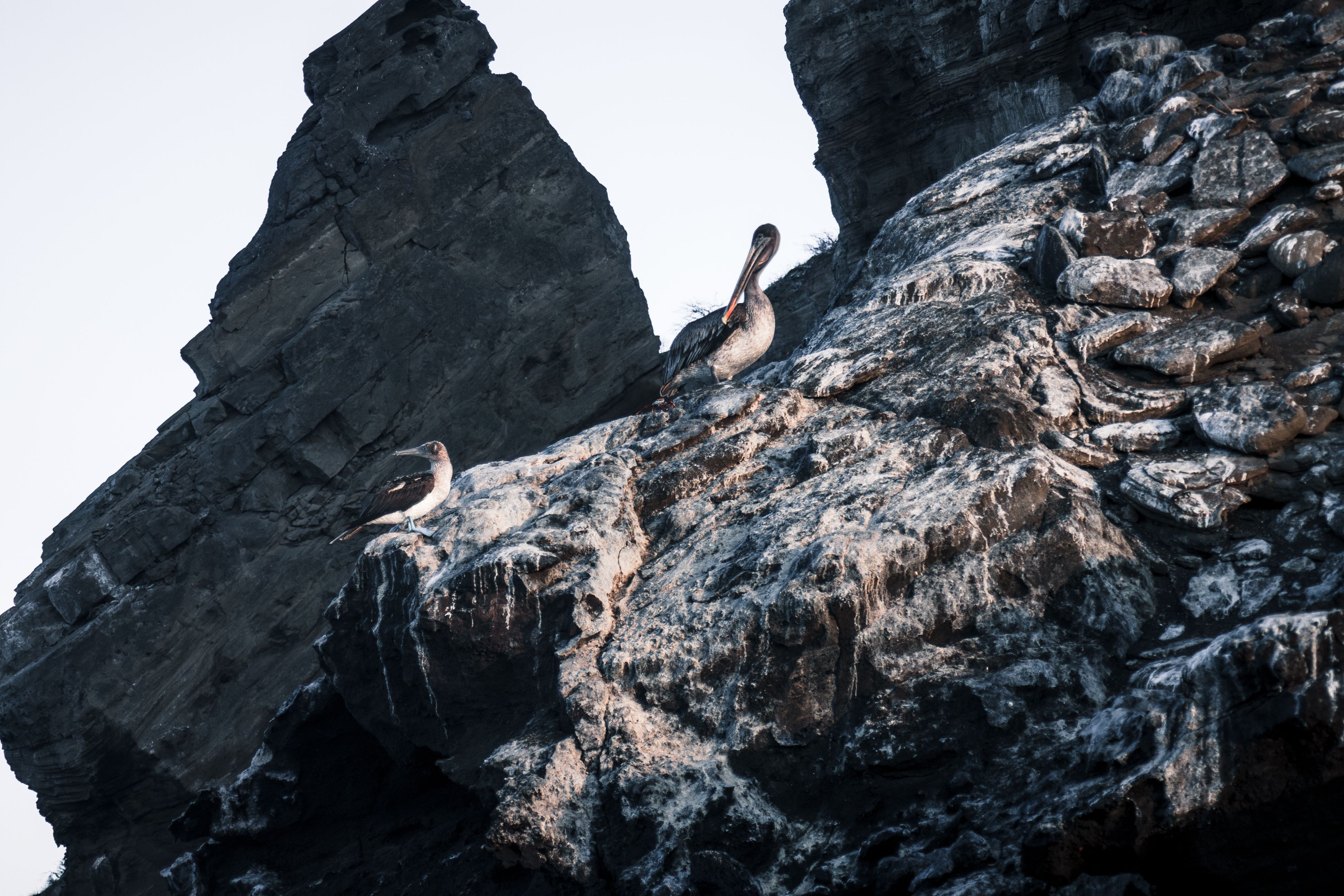 Blue-footed Booby perched on a rocky cliff in the Galapagos Islands, showcasing unique wildlife photography.