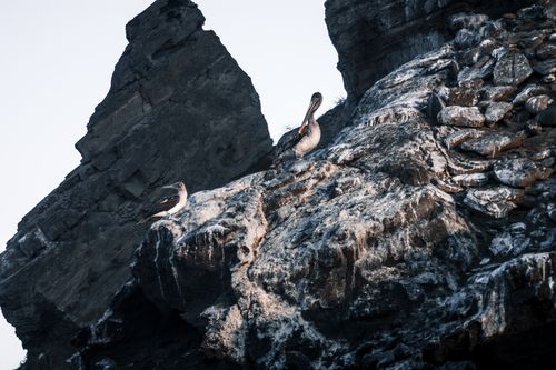 Free Blue-footed Booby perched on a rocky cliff in the Galapagos Islands, showcasing unique wildlife photography. Stock Photo