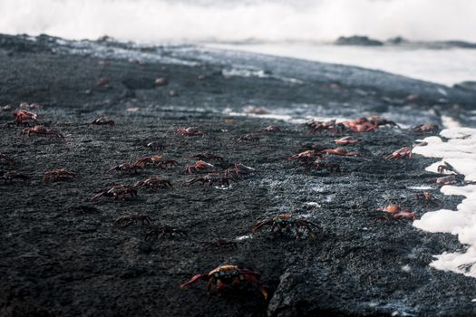 Close-up of crabs on a rocky seashore, showcasing marine life at low tide.