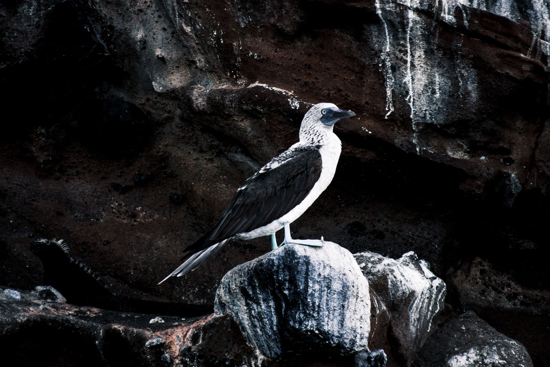 Photo of the Blue Footed Booby