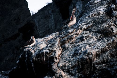 Free Two birds on rocky cliffs in the Galapagos Islands, capturing their natural habitat. Stock Photo