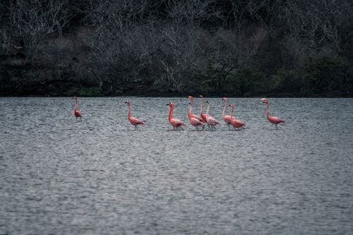 Free Pink flamingos gracefully wading in a tranquil lagoon, creating a scenic and serene wildlife scene. Stock Photo