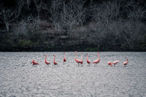 Free A group of vibrant flamingos wading in a tranquil lake surrounded by nature. Stock Photo
