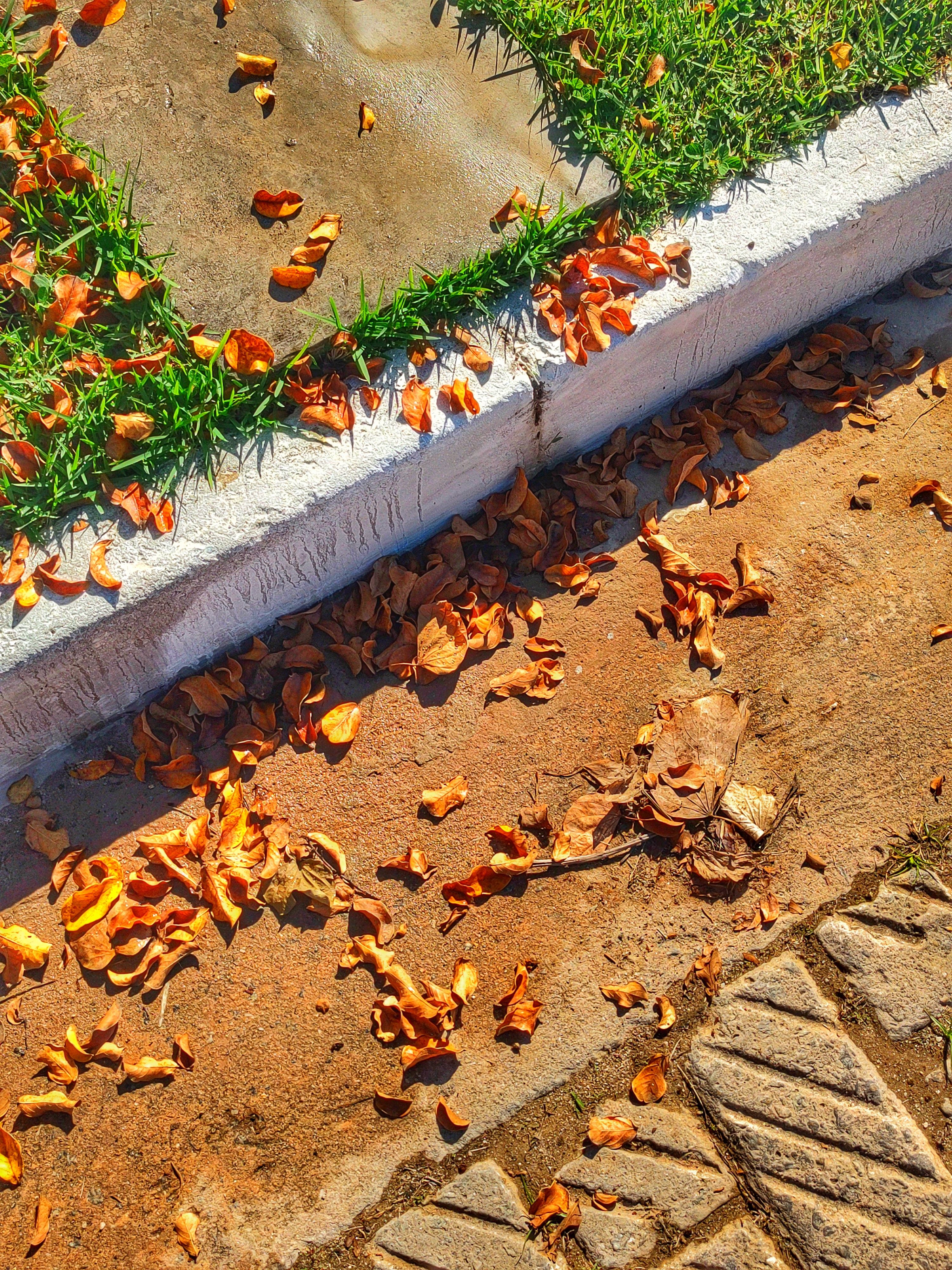 Leaves on Ground in Fall · Free Stock Photo