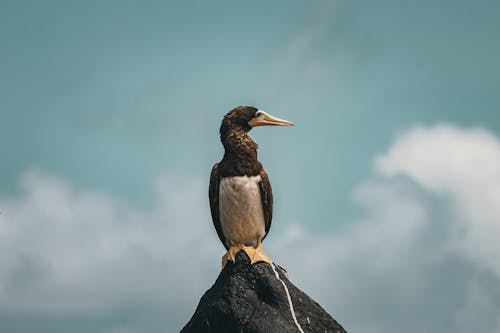 Imagine de stoc gratuită din animal, apă, aviar