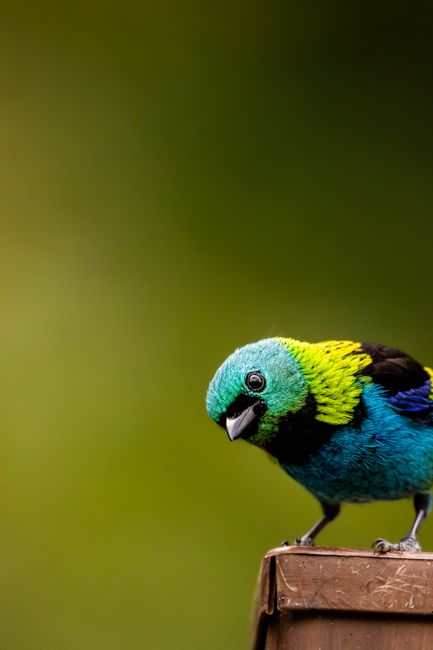 Colorful Green-Headed Tanager perched outdoors; a vivid wildlife close-up.
