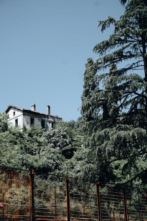 Základová fotografie zdarma na téma architektura, borovice, budova