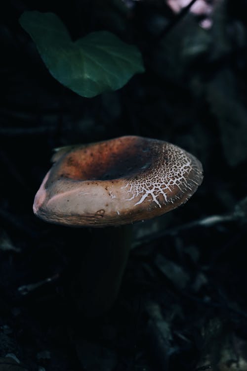 Základová fotografie zdarma na téma bezobratlí, biologie, divočina