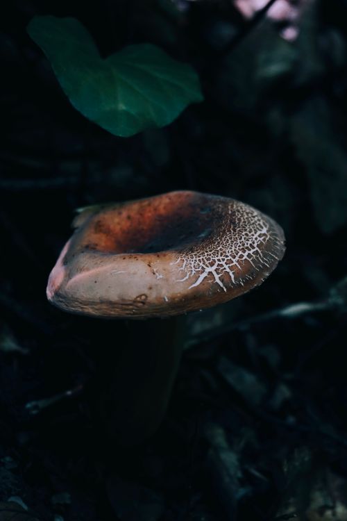Free Detailed shot of a mushroom in natural forest lighting, showcasing earthy tones. Stock Photo