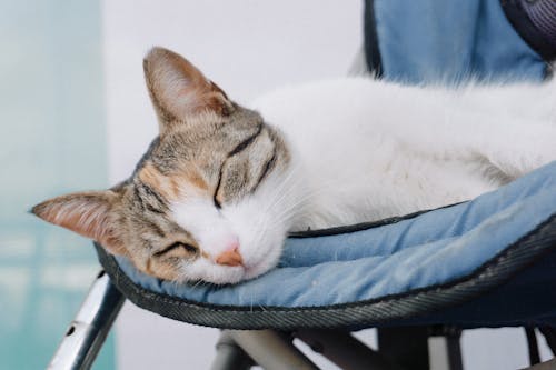 Miễn phí Ảnh lưu trữ miễn phí về ấm cúng, báo lại, bình yên Ảnh lưu trữ