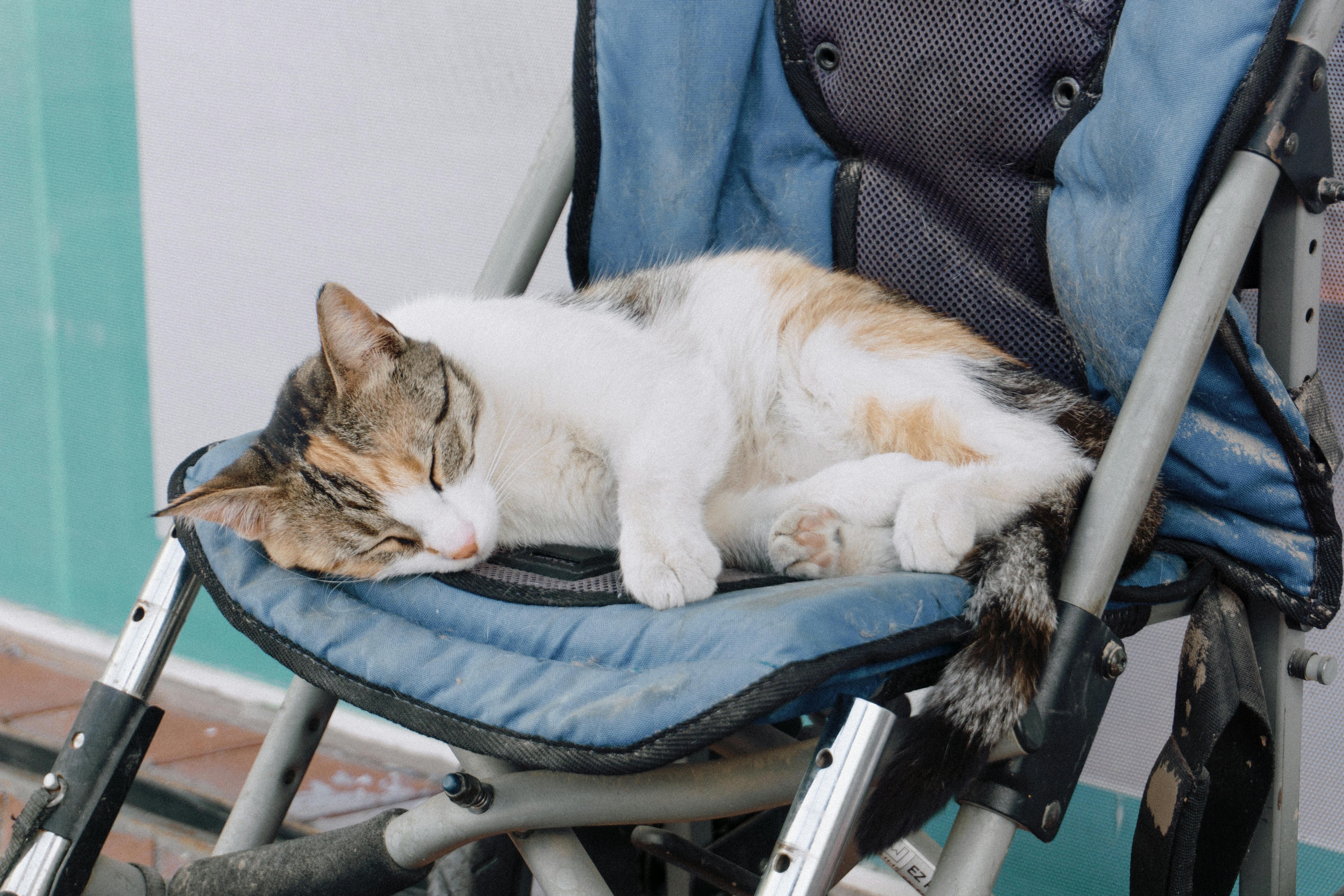 Peaceful cat napping on a stroller seat outdoors, enjoying a sunny day.
