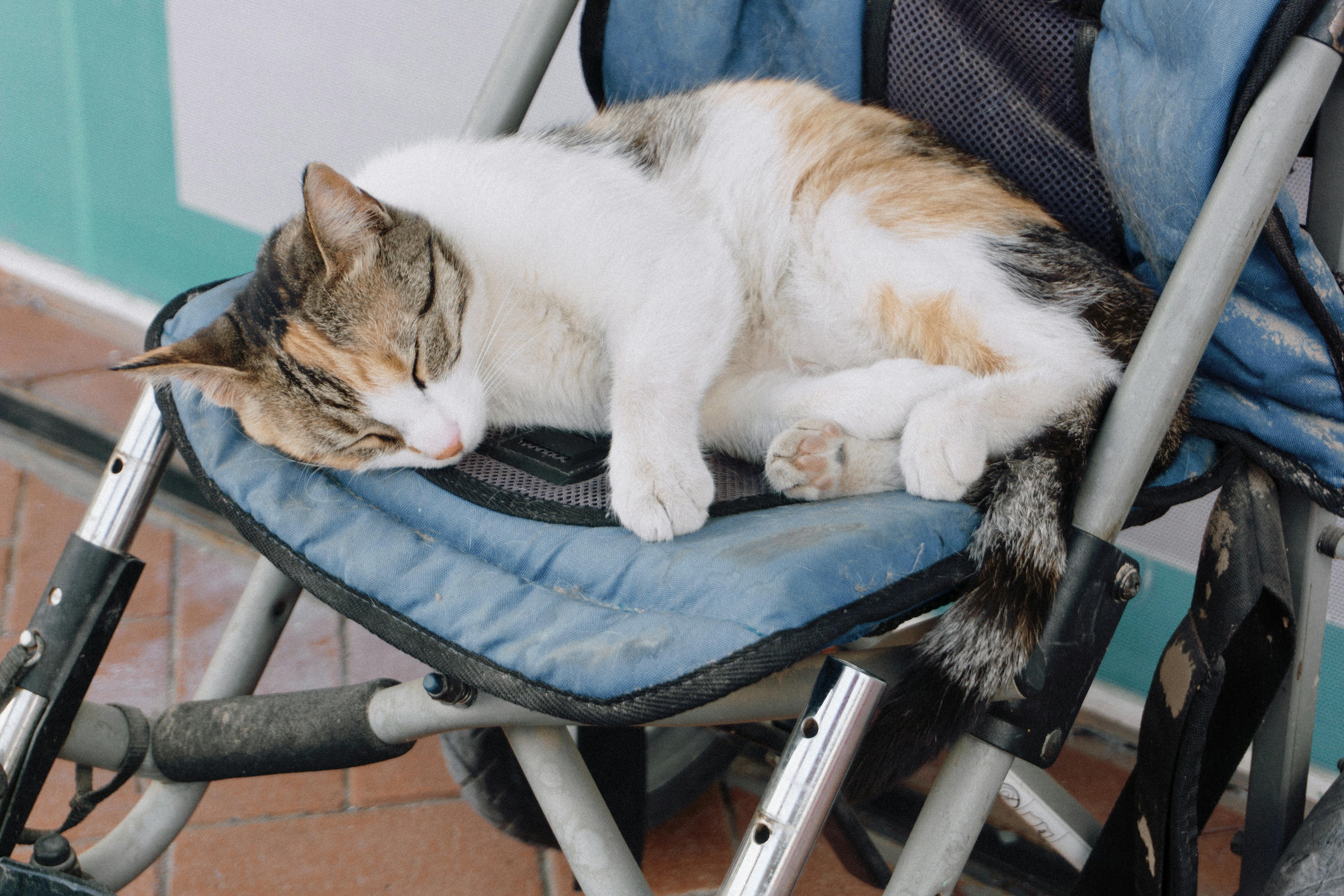 cat lying down and sleeping on stroller